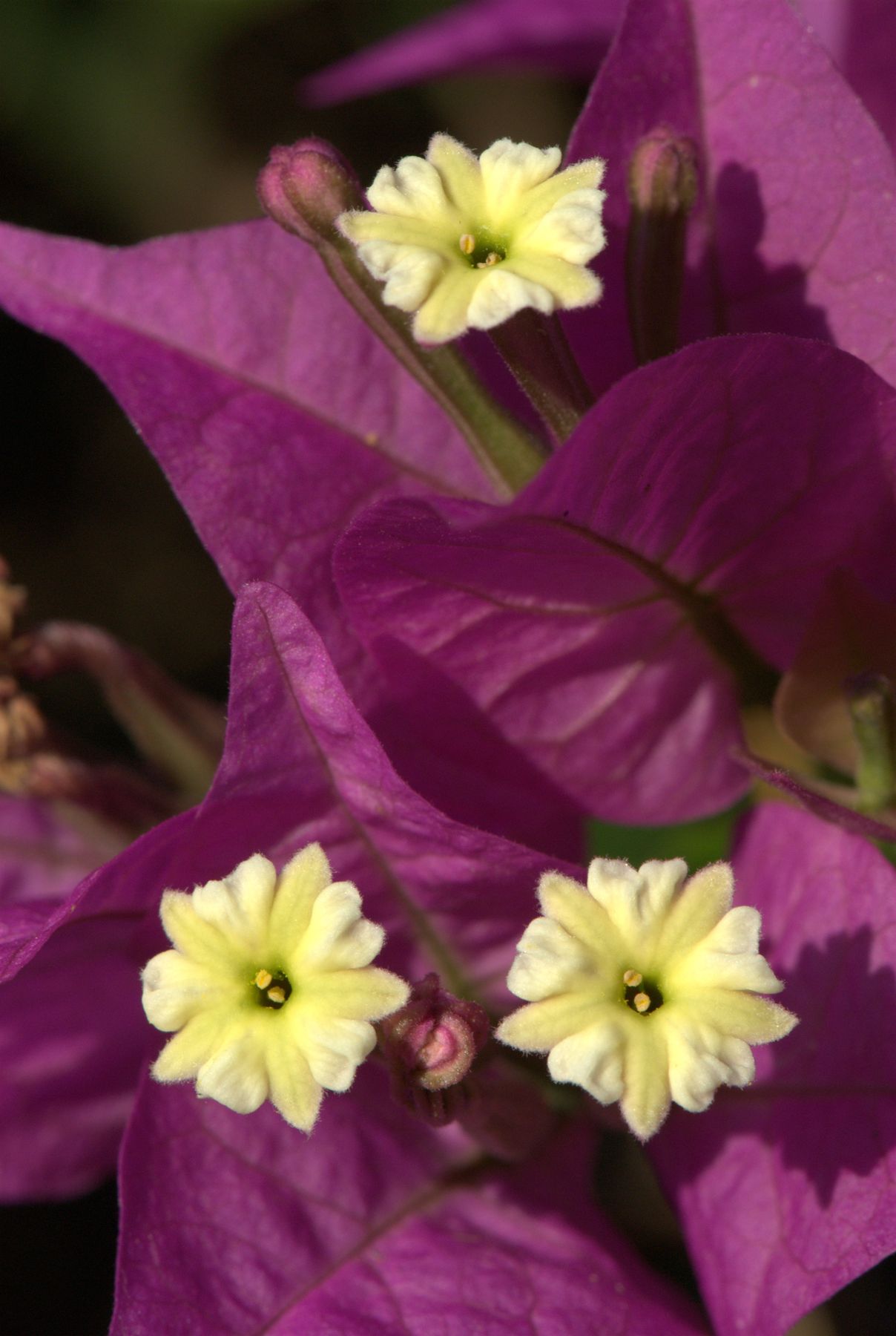 (C) BUBU 2007