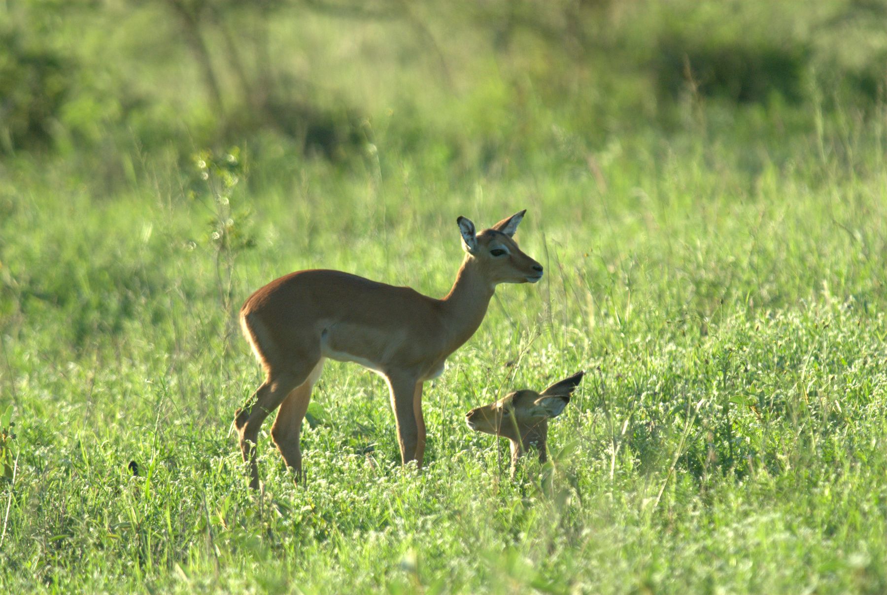 (C) BUBU 2006